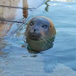 Woods Hole Science Aquarium