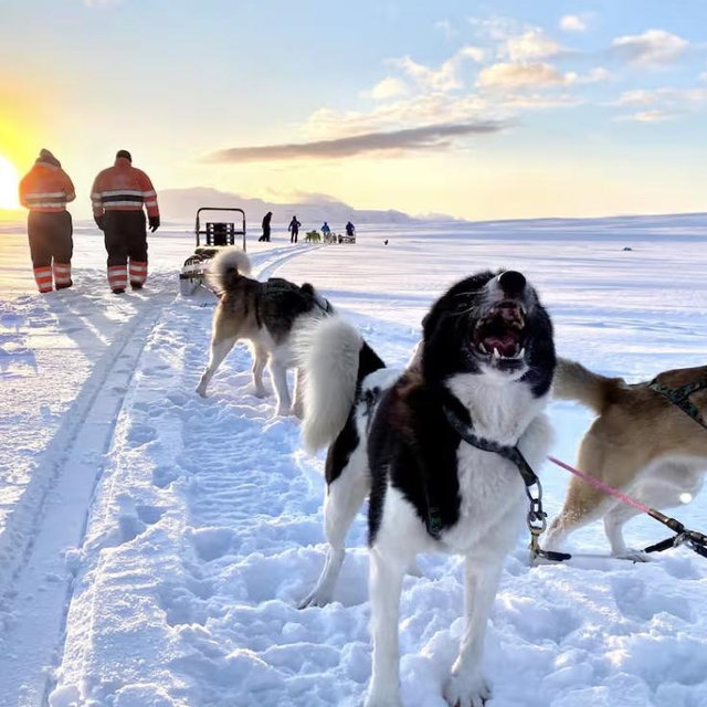 Dogsledding encounter
