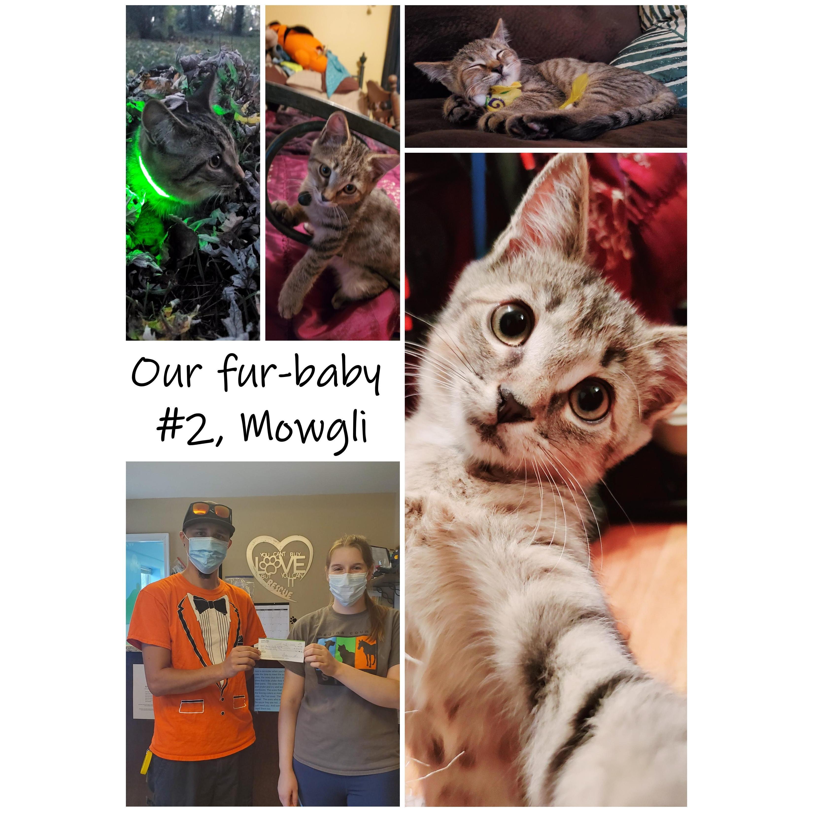 Fun Fact: Steven REALLY wanted another cat- Chelsea said it was a hard No. She made a bet that if Steven raised $1,000 playing video games she would allow it... the money was donated to a shelter.