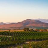 Wine Tours