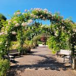 Owen Rose Garden