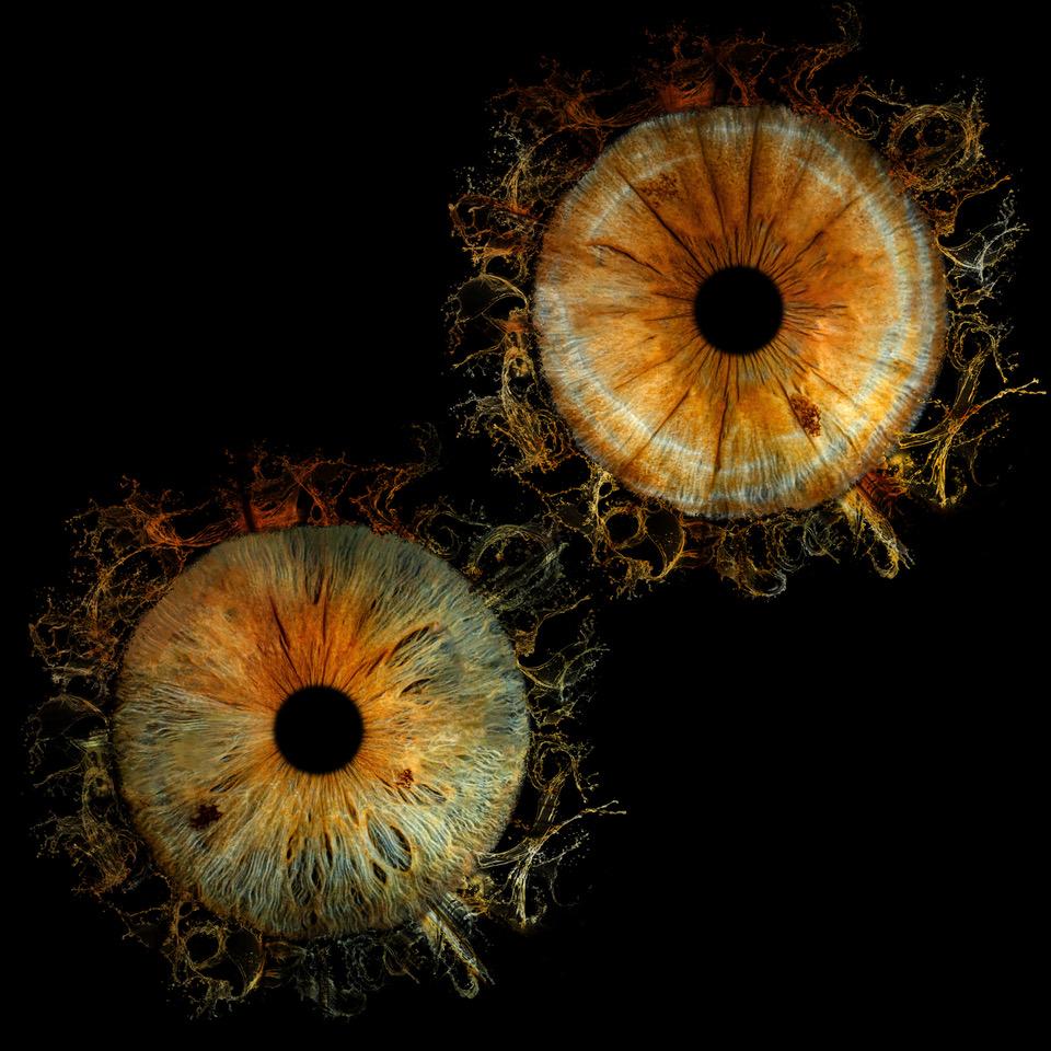 The Eyes Have it.  Guess who's who!