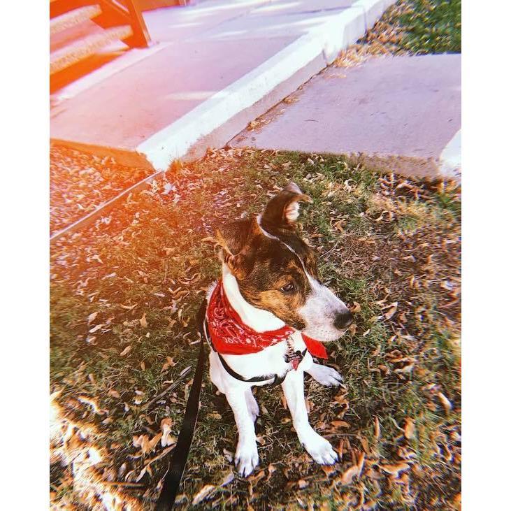 Adopting our little Luna