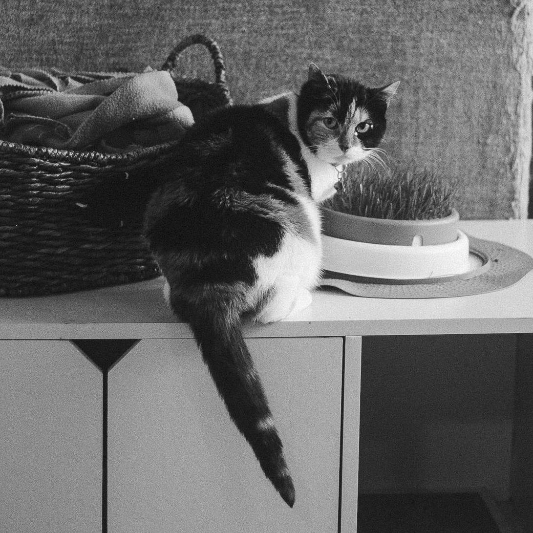Posey Girl