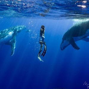 Swimming with Whales in Mo'orea