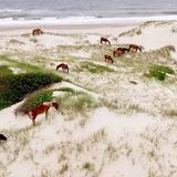 Wild Horse Adventure Tours