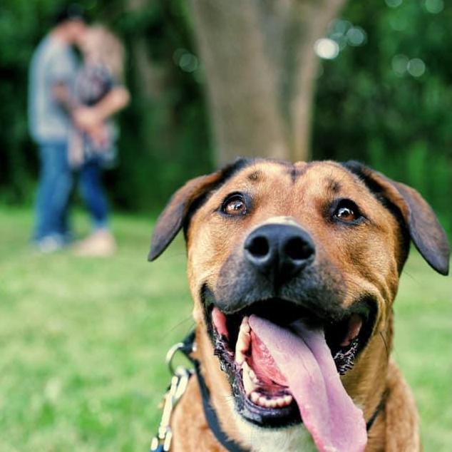 Our engagement pictures with Oakley!