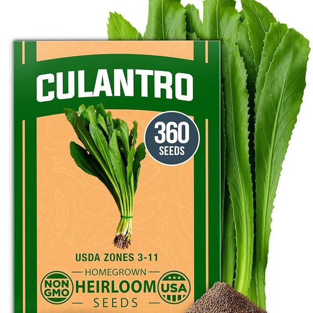 HOME GROWN Non GMO Culantro Seeds 360 Herb Seeds for Planting Non-GMO Heirloom Variety, Robust Flavor, Thrives in Heat, Grows Indoors or Outdoors, Cilantro Substitute (Eryngium Foetidum)