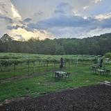 Qualusi Vineyards