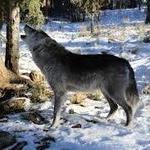 Colorado Wolf and Wildlife Center