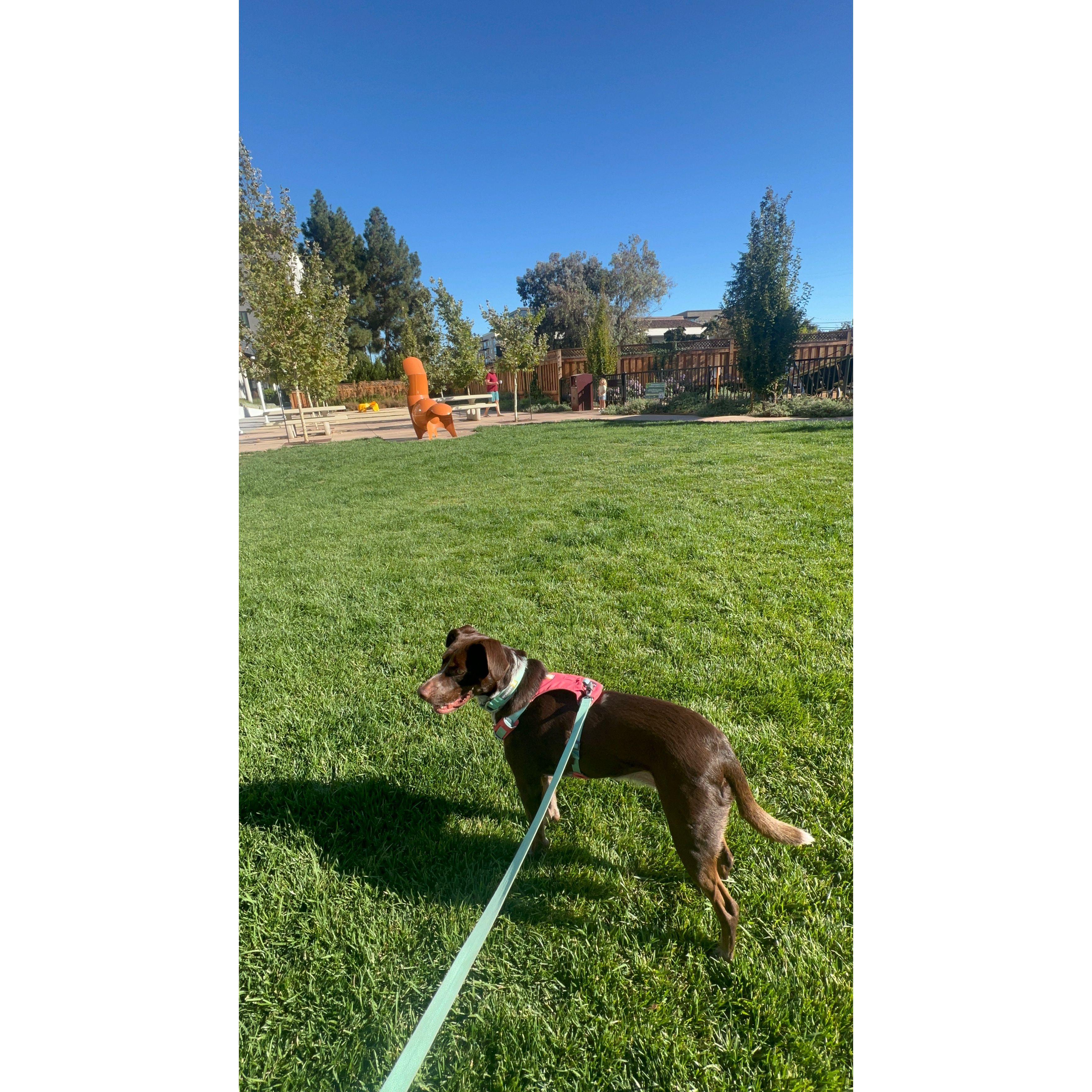Walks with our Winnie!