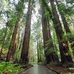 Muir Woods National Monument