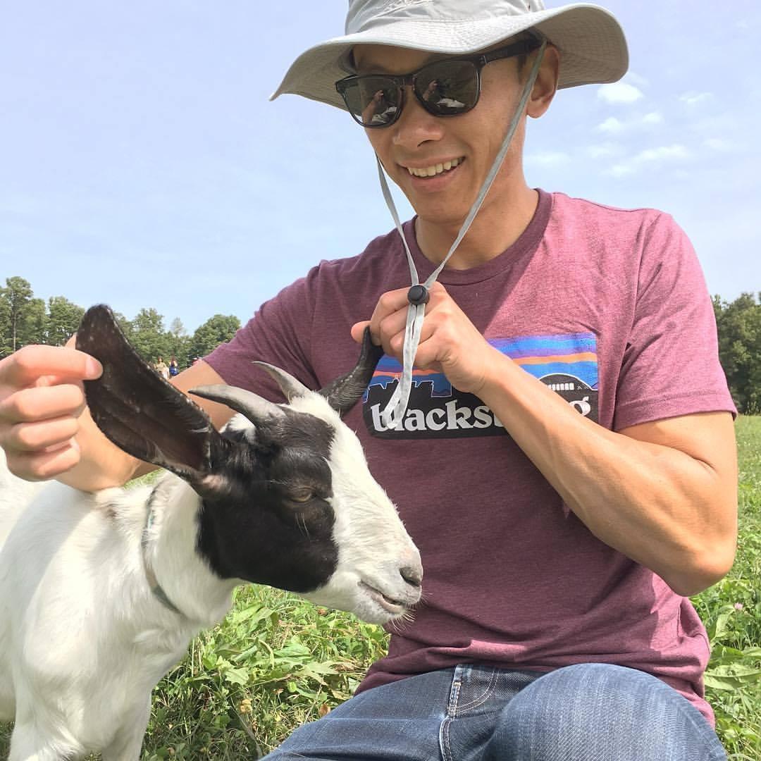 Goats.