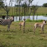 Tupelo Buffalo Park & Zoo