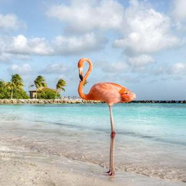 Aruba Honeymoon Fund