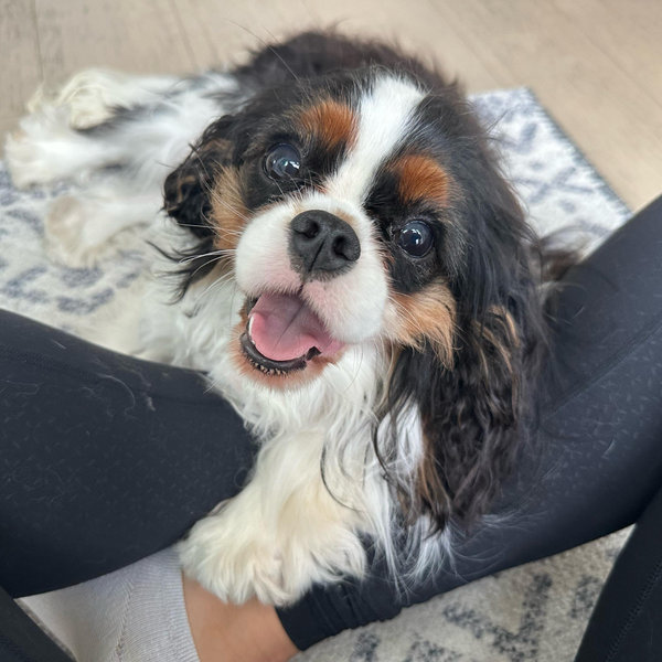 Cavalier Rescue USA Donation