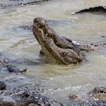 Everglades Alligator Farm