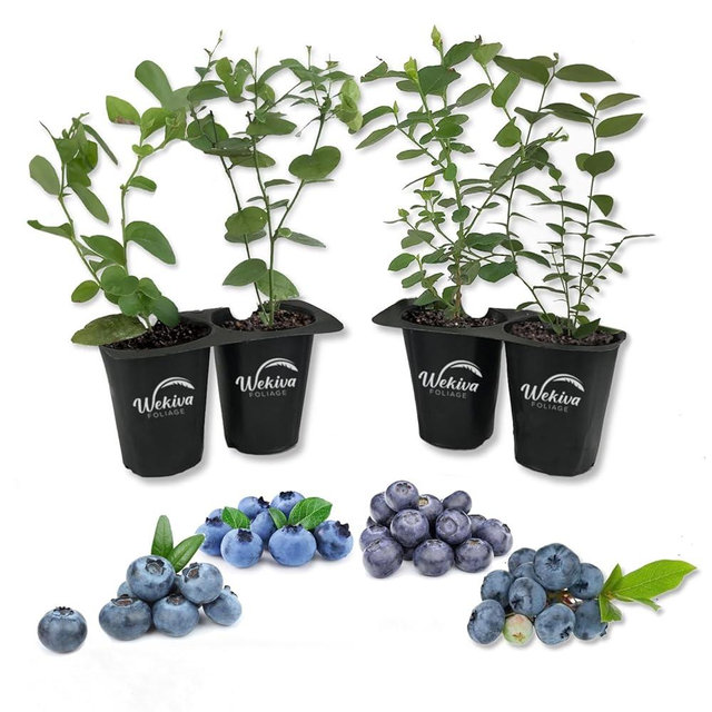 Blueberry Variety Pack - 4 Live Starter Plants - Four Live Starter Plants for Your Edible Garden