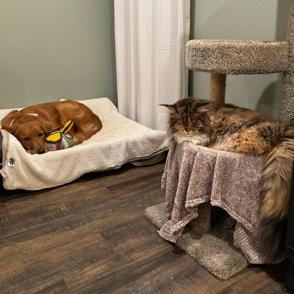 Petsitting Fund for Our Honeymoon