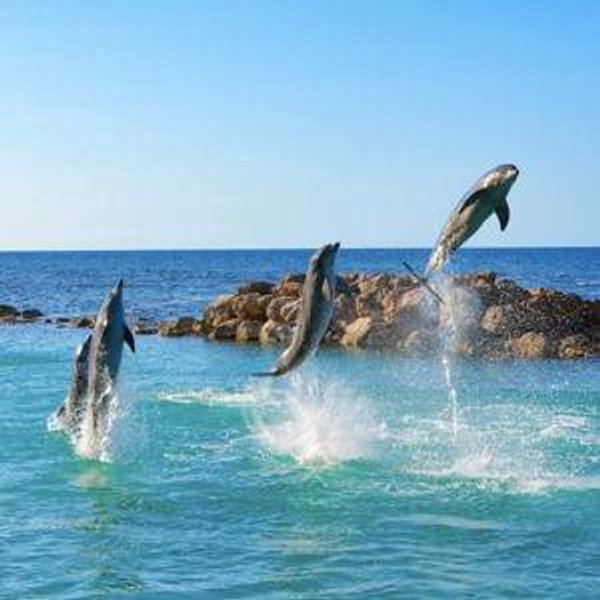 Swim with the Dolphins