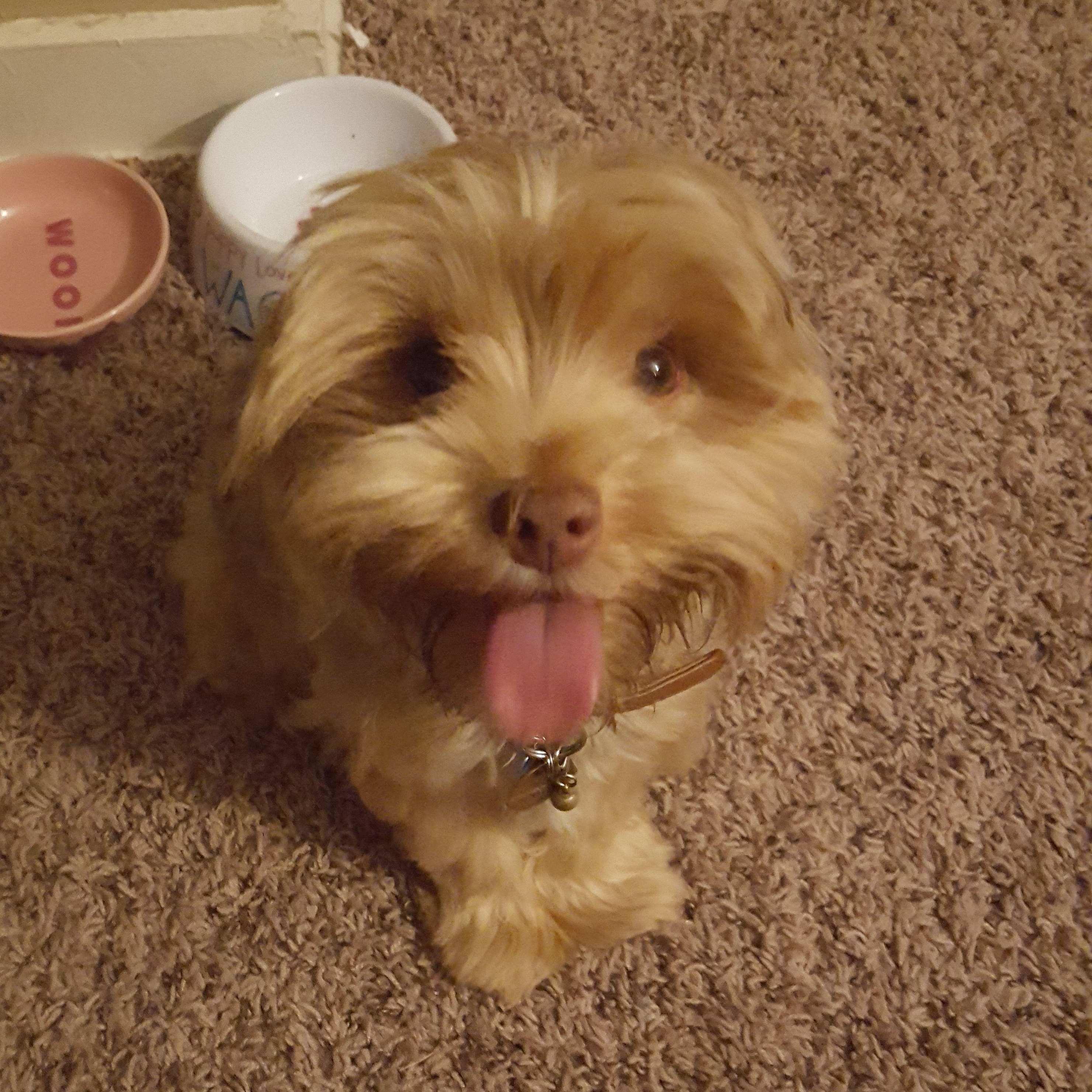 Fur Baby Harper aka "The Harpoon"