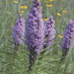 Bottlebrush Blazing Star