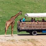 San Diego Zoo Safari Park