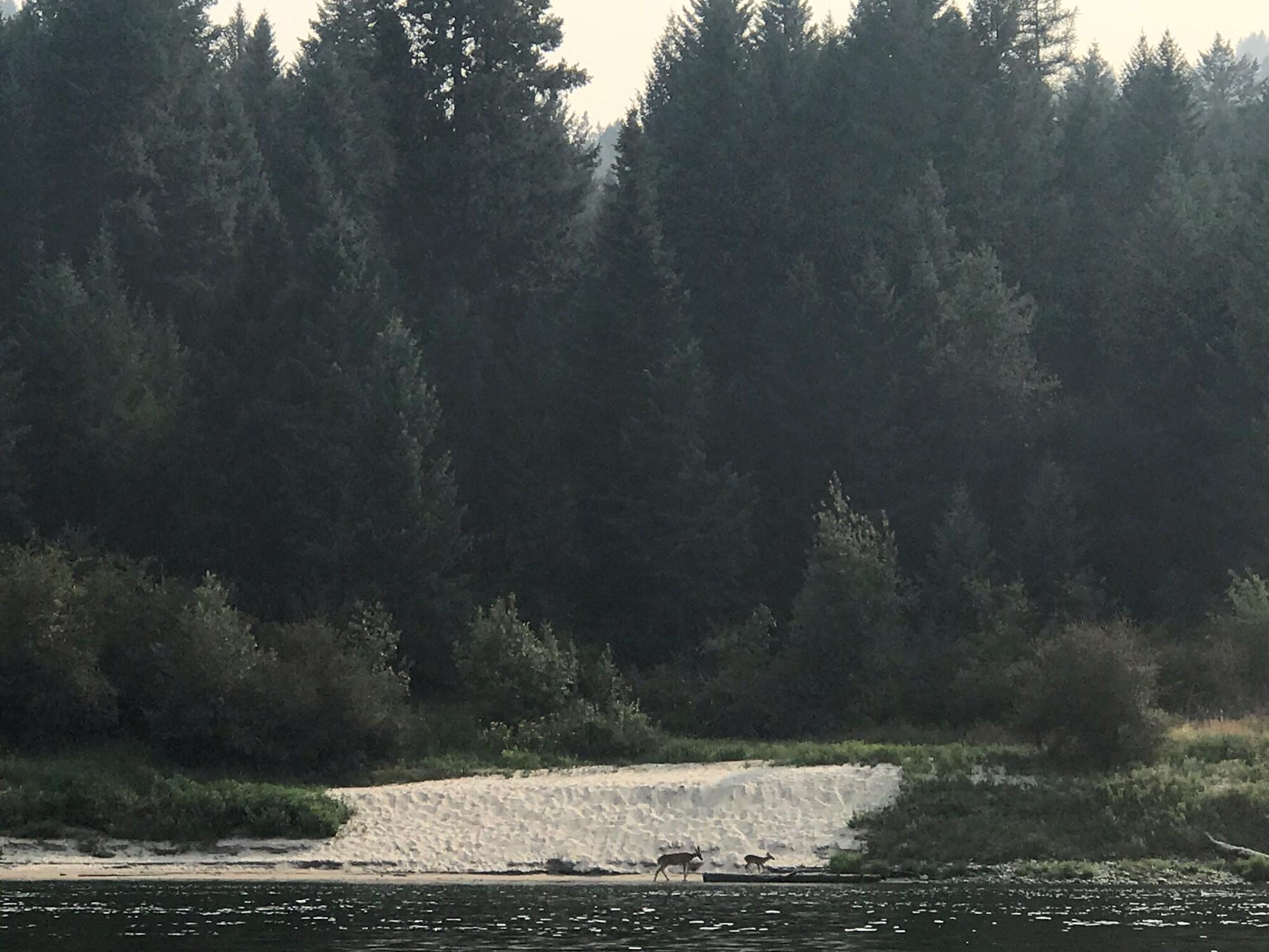 Wildlife on the Clark Fork River | Thompson Falls, MT