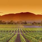 Napa Valley