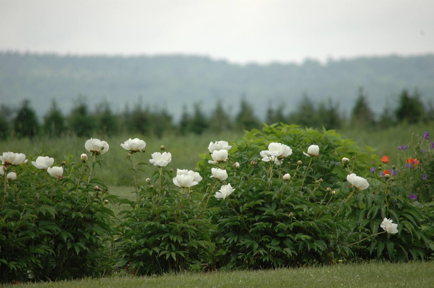 The Wedding Website of Rachelle Durant and Stephen Halliday