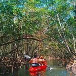 Ted Sperling Nature Park and mangrove tunnels