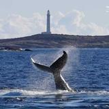 Whale Watching