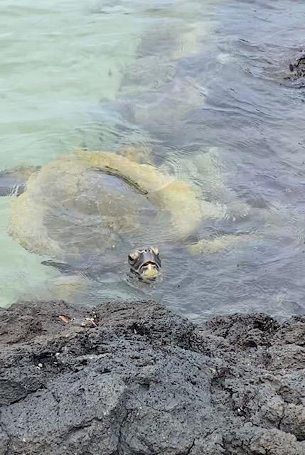 The Wedding Website of Alexandra Perez Urbina and David Dean Long