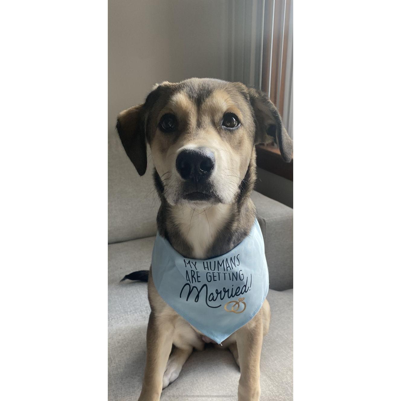 Our fur baby, Honey girl!