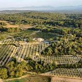 The olive grove, olive oil tasting and snack