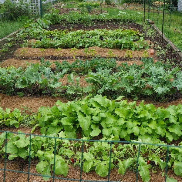 Homestead Garden