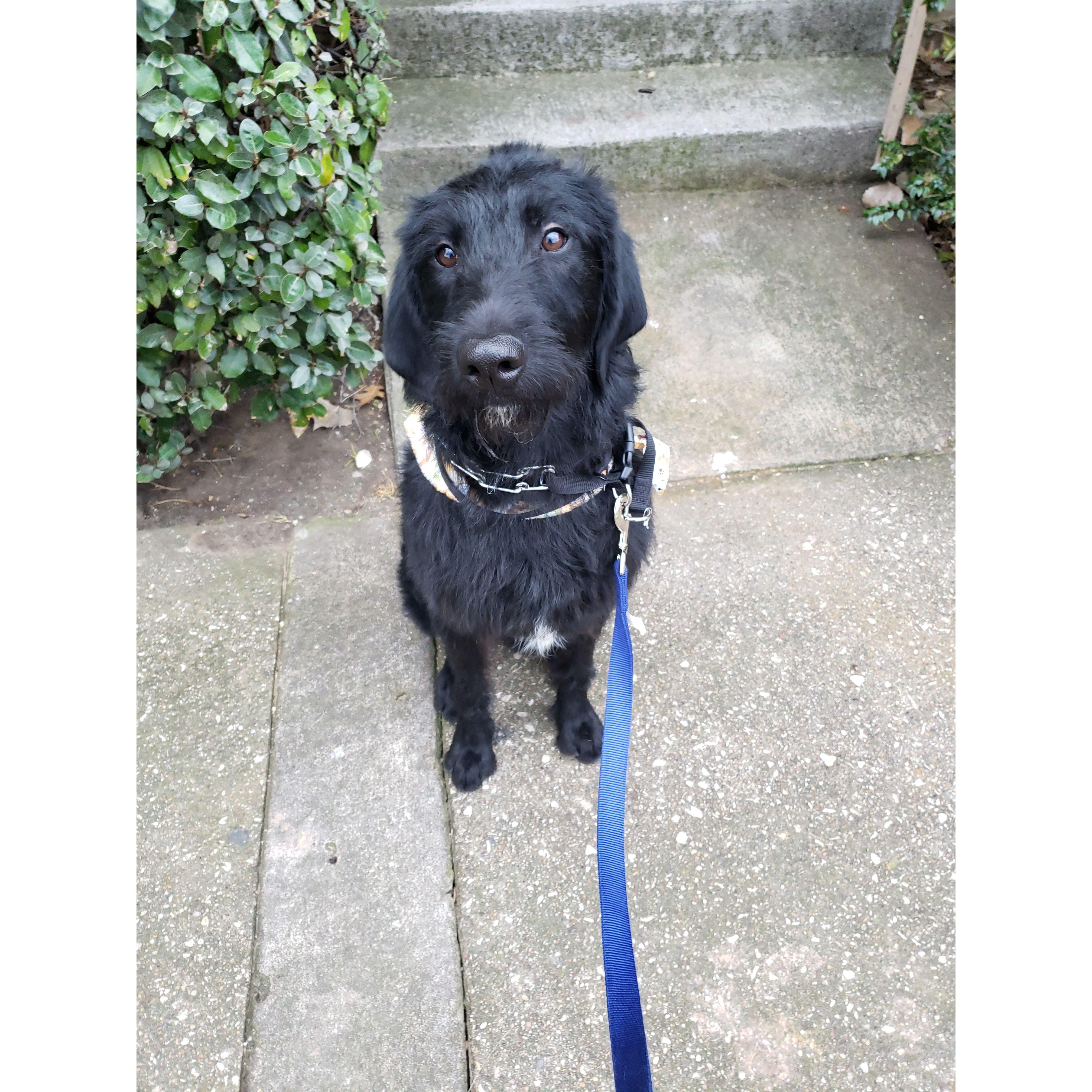 2018 - We adopted our 1st dog together... Beau!!
