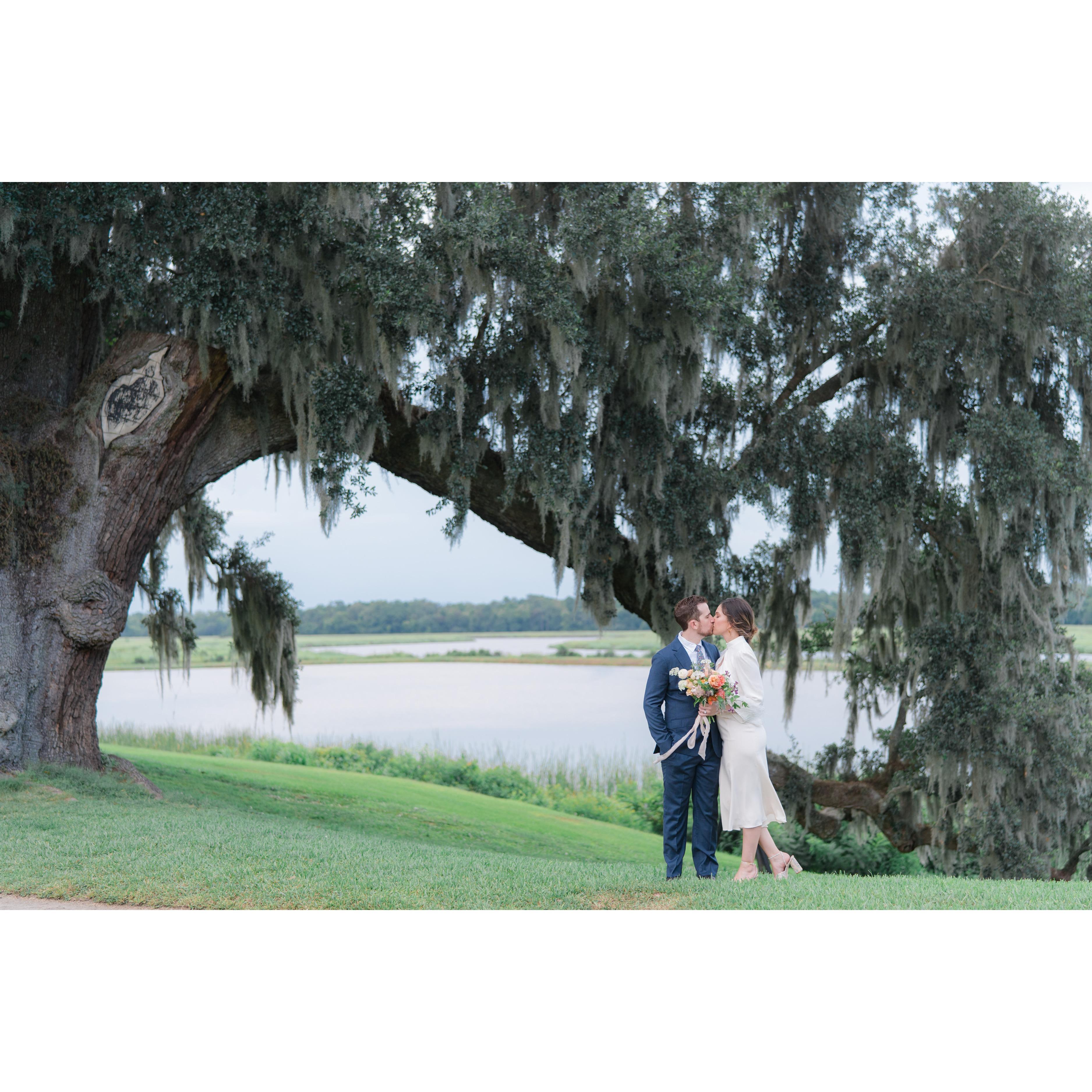 This is one of the oldest live oaks in the area.