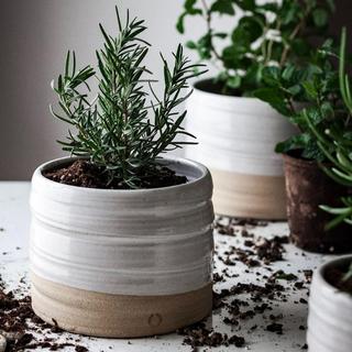 Trunk Garden Plant Pot