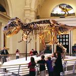 Fernbank Museum | 3D Theater | Forest