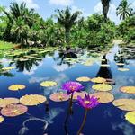 Naples Botanical Garden