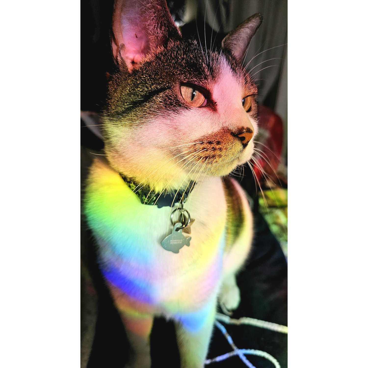 Walle