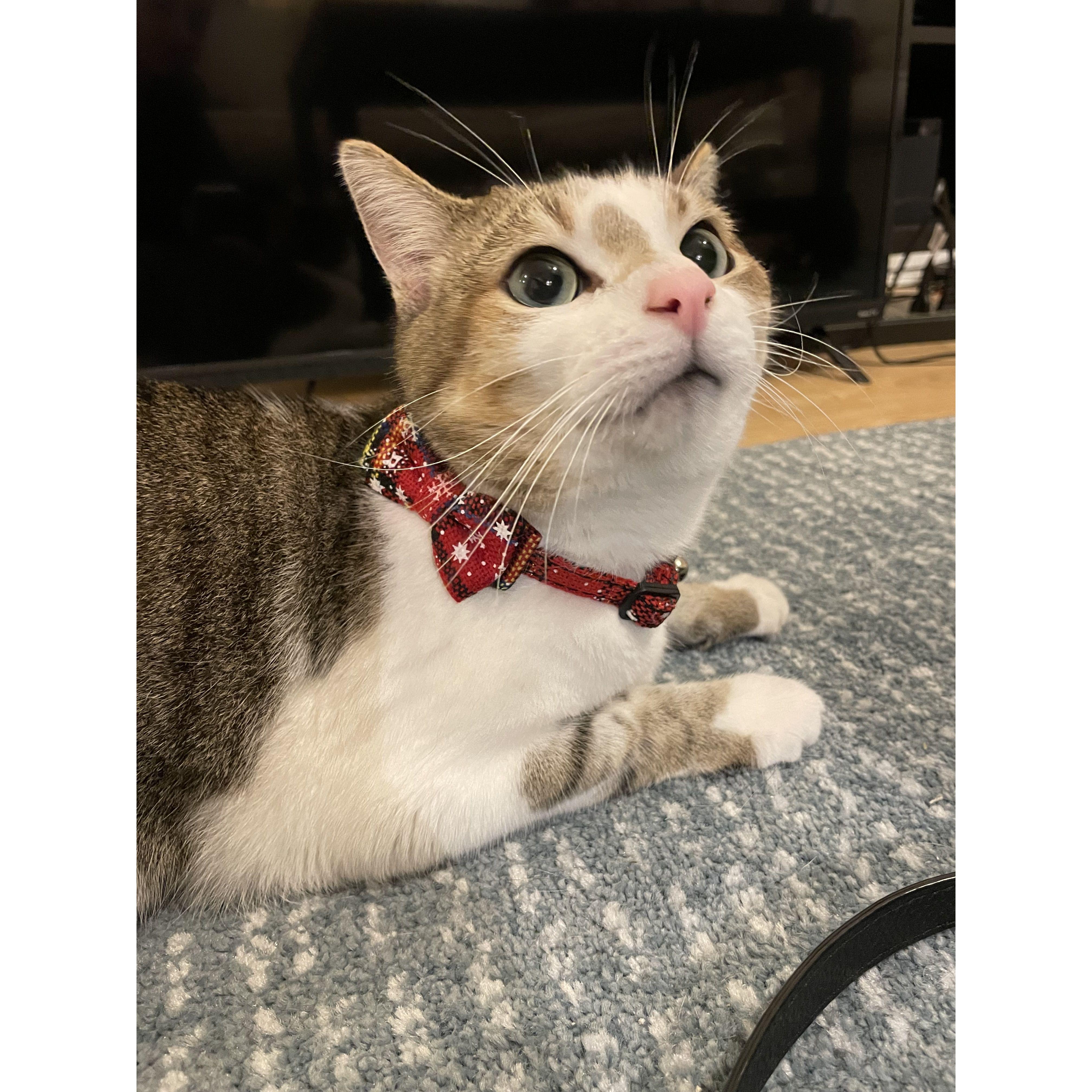 Charlie looking fancy