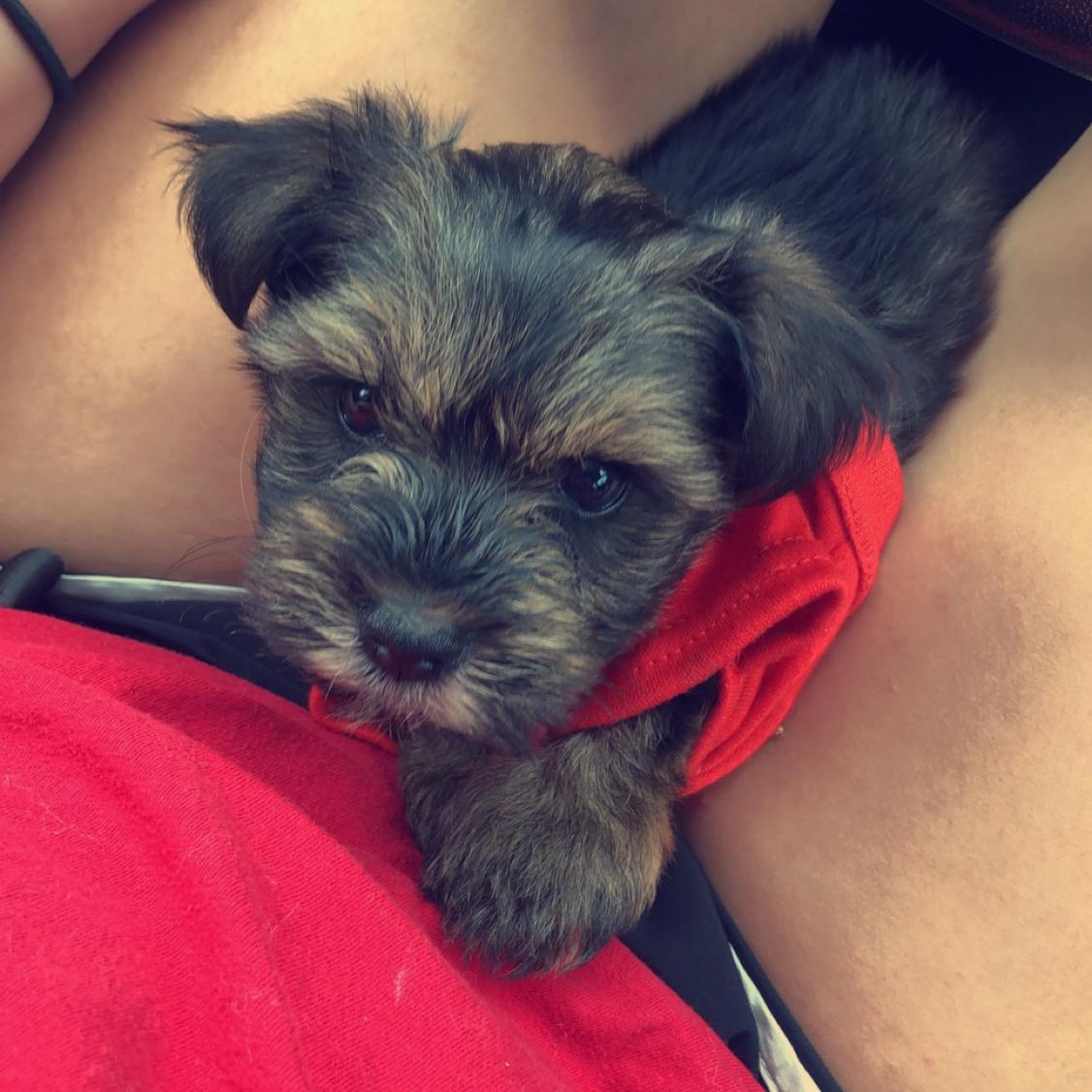 Our First Puppy, Lola