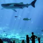 Georgia Aquarium