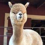 Cape Newagen Alpaca Farm
