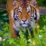 Chestatee Wildlife Preserve & Zoo