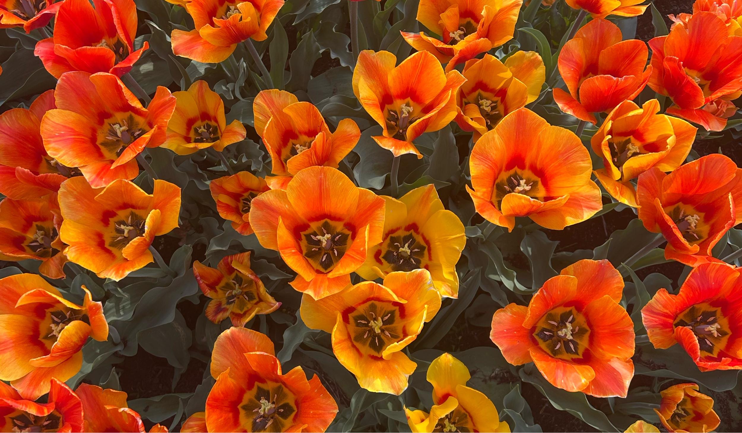 The Wedding Website of Medha Palnati and Paul Macfarlane