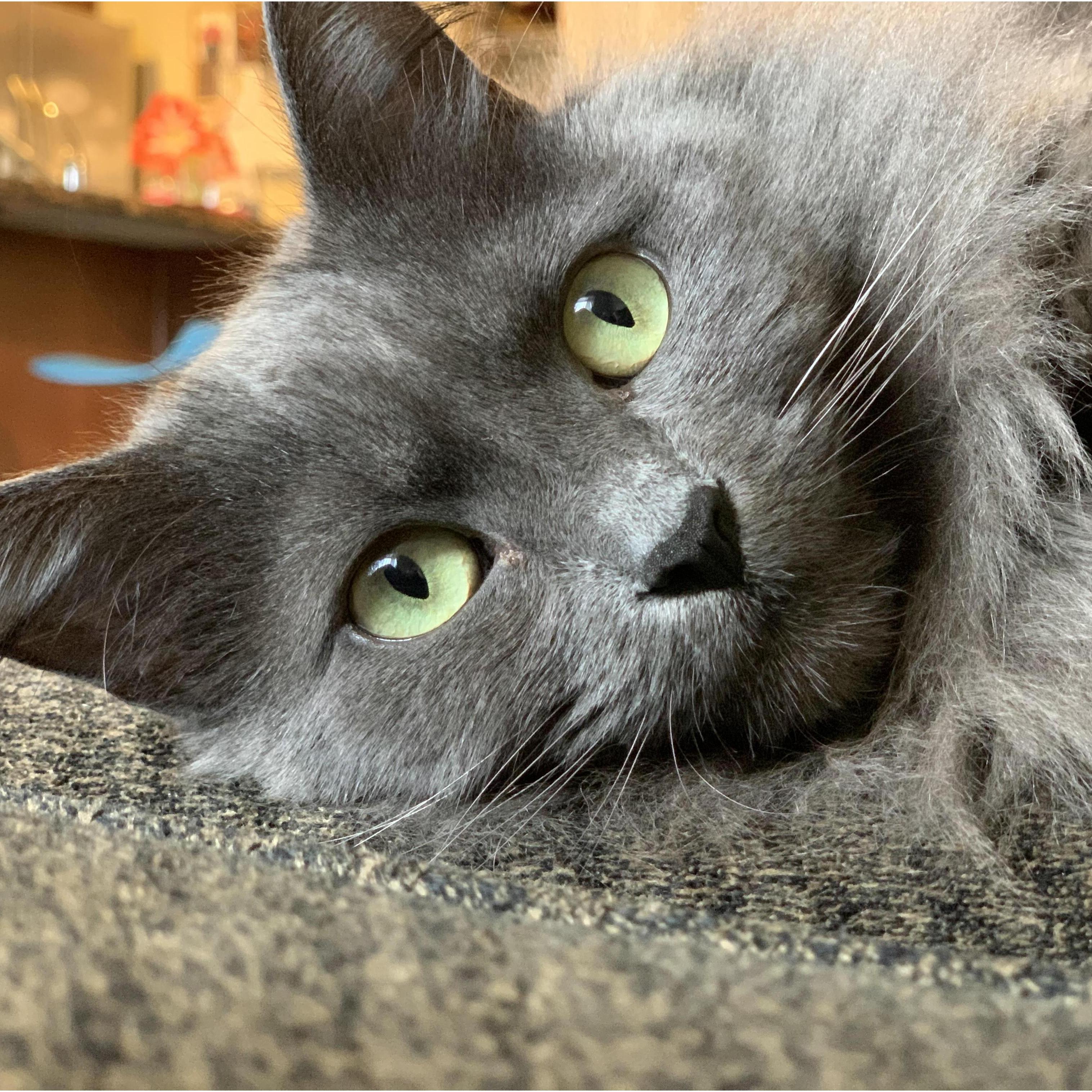 Michi, the newest member of our family