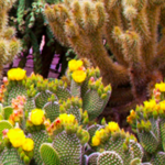 Desert Botanical Garden